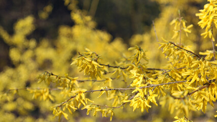 żółte kwiaty krzew  forsycji wiosną kwiaty kwicień 
