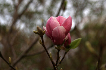 kwitnąca różowa magnolia krzew kwiaty - obrazy, fototapety, plakaty
