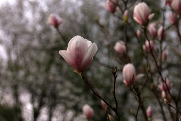 kwitnąca różowa magnolia krzew kwiaty - obrazy, fototapety, plakaty