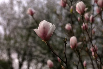 Zelfklevend Fotobehang kwitnąca różowa magnolia krzew kwiaty © Lula4ever