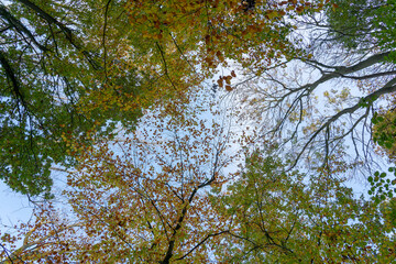 tree tops in the forest
