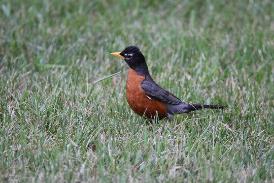 Profile of a robin