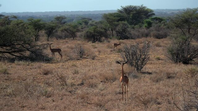 Gerenuk gazelle in a Kenyan national park