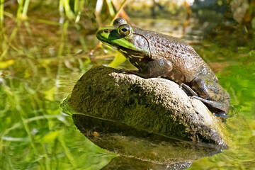 An American Bullfrog sitting on a Rock