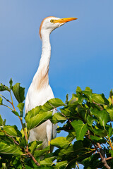 Cattle Egret Standing in a Tree