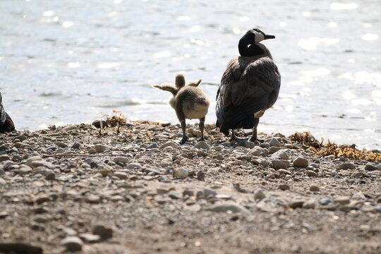 Canadian geese on the beach