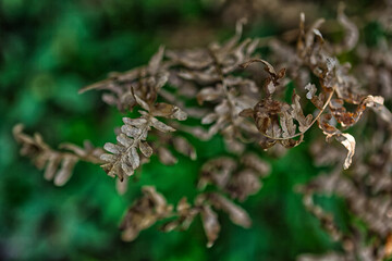 Dried Leaves