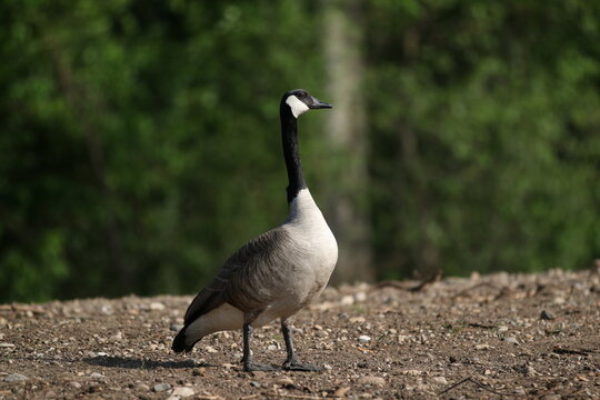 Canadian goose at the park