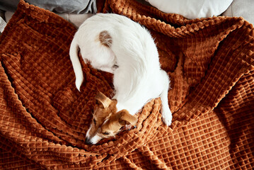 Obraz premium Tired dog sleep on couch. Lazy pet relaxed at home, top view