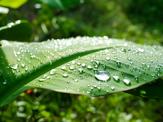 Dew drops water on banana leaves in morning with blur green nature background. fresh after rain outdoor plant growth tree landscape. environment conservation, change season spring concept.