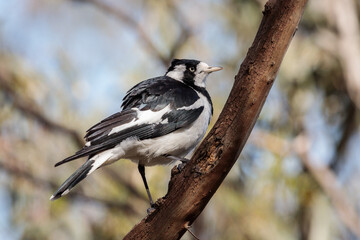 Grallina cyanoleuca. Magpie-lark.