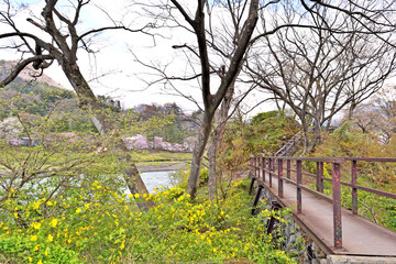 Fototapeta premium 【群馬県利根郡】春の水上 桜咲く諏訪峡遊歩道