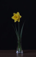 Flowers of yellow daffodils in a vase.