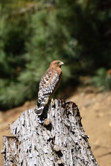 red shoulder hawk