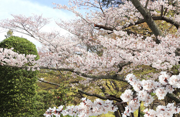 Blooming sakura trees in Koishikawa Korakuen garden, Okayama, Japan