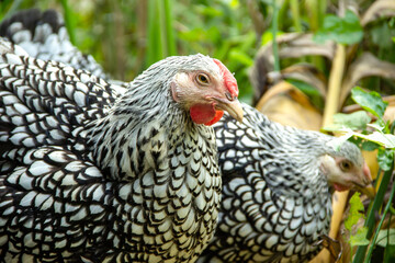 Silver Laced Wyandotte hen. chicken in free range lifestyle farming garden organic in the backyard.