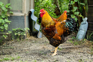 Black yellow laced Wyandotte chicken rooster in farming garden organic the backyard.