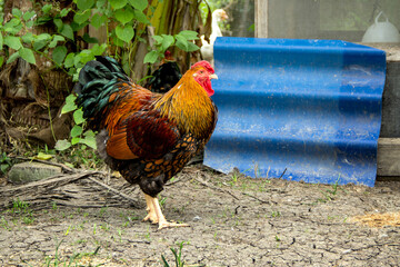 Black yellow laced Wyandotte chicken rooster in farming garden organic the backyard.