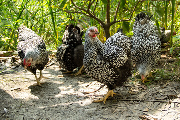 Silver Laced Wyandotte hen. chicken in free range lifestyle farming garden organic in the backyard.