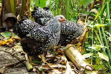 Silver Laced Wyandotte hen. chicken in free range lifestyle farming garden organic in the backyard.