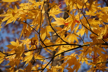autumn leaves