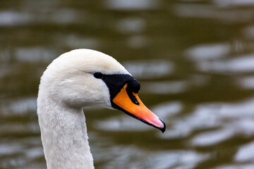 Obraz premium White mute swan swimming in a lake