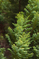 Pea cypress, bulging sulphurous.