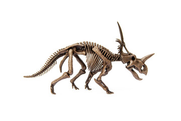 Fototapeta na wymiar Fossil skeleton of Styracosaurus dinosaur is a genus of herbivorous ceratopsian from Cretaceous Period isolated on white background.