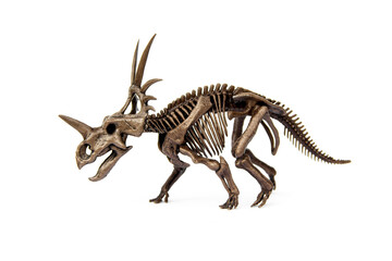 Fossil skeleton of Styracosaurus dinosaur is a genus of herbivorous ceratopsian from Cretaceous...