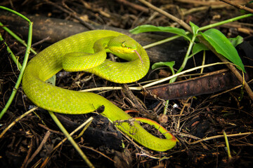 Obraz premium Green Pit Viper Snake or White-lipped Tree Viper on the ground.