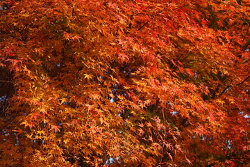 red autumn leaves