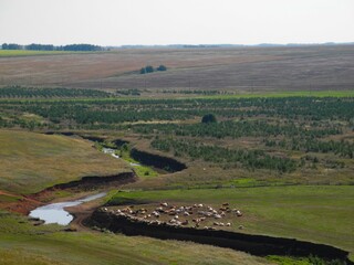 Near the river lies a herd of cows and sheep on a summer day