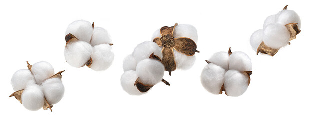 Cotton plant flower isolated on white background, collection - obrazy, fototapety, plakaty