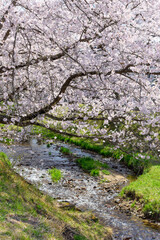 桜　宮城の小さな温泉　川渡温泉にて
