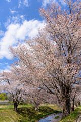 桜　宮城の小さな温泉　川渡温泉にて
