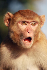Obraz premium portrait of a baboon