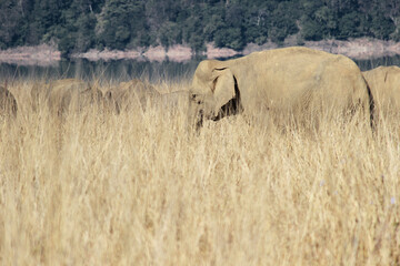 Obraz na płótnie Canvas Wild elephant in grass
