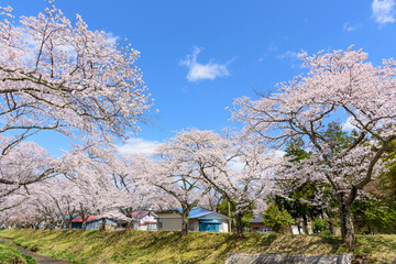 桜　宮城の小さな温泉　川渡温泉にて
