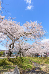 Fototapeta premium 桜 宮城の小さな温泉 川渡温泉にて 
