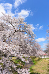 Naklejka premium 桜 宮城の小さな温泉 川渡温泉にて 