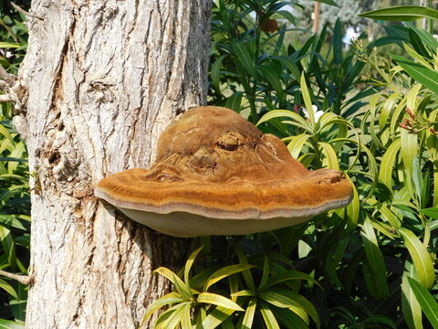 Shaggy bracket, or Inonotus hispidus mushroom on a tree trunk, in Attica, Greece