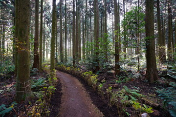 Fototapeta premium a dense cedar forest with a path