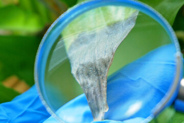 Plant Disease concept, Sick plant on foreground with yellow leaves. water or wrong temperature,...