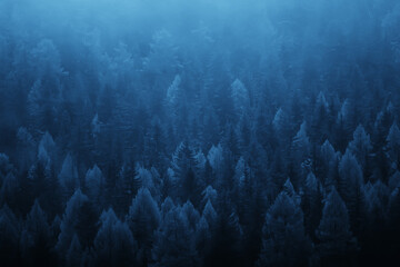 Fototapeta na wymiar autumn fog landscape forest mountains, trees view mist