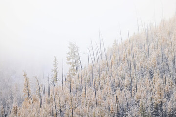autumn fog landscape forest mountains, trees view mist