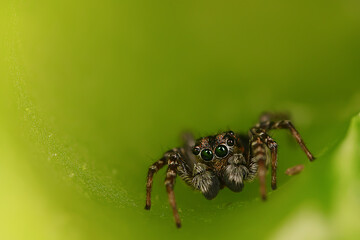 spider jumper macro, arachnophobia, beautiful jumping spider, poisonous spider