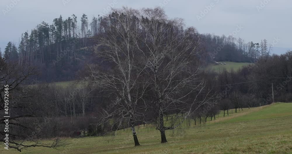 Aufkleber view of a large birch tree with the surrounding hills and leaves moving in the wind.