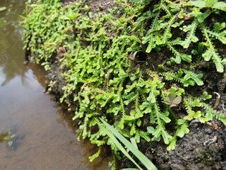 Mossy background near water and wallpaper