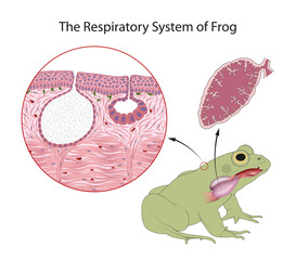 Diagram of the respiratory system of an adult frog - obrazy, fototapety, plakaty