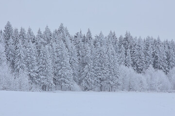 coniferous forest covered with hoarfrost background, winter landscape snow trees
